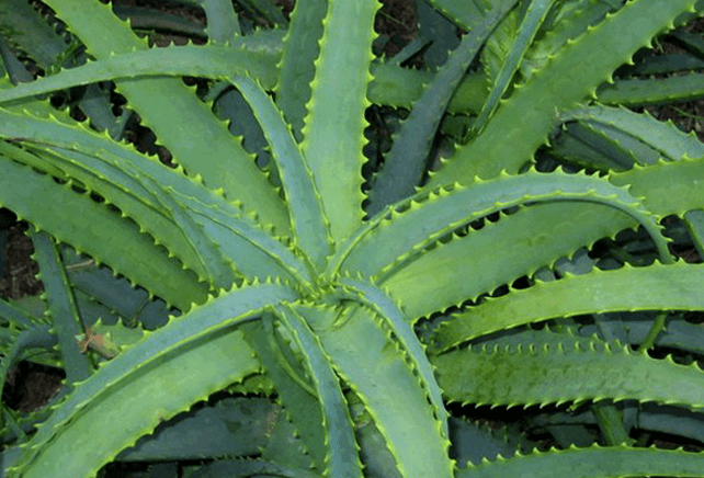 Kalanchoe behandelt männlech Krankheet