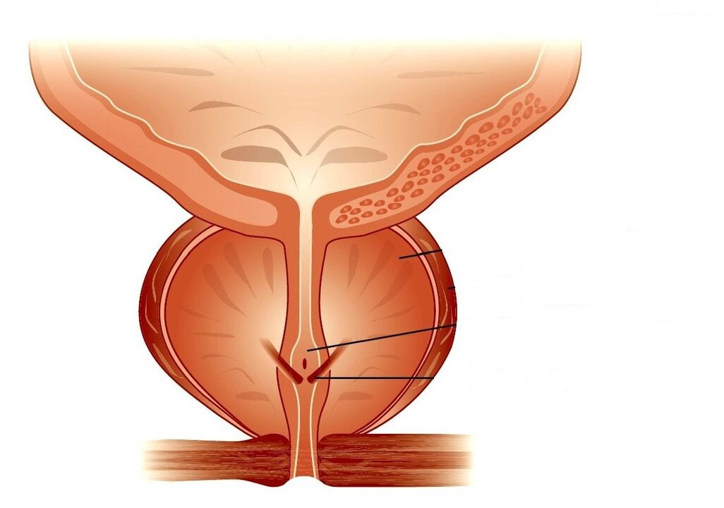 Struktur vun der Prostata a chronescher Prostatitis