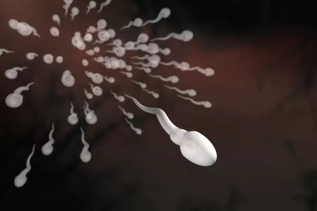 Spermatozoa an hir Ännerungen an der Prostatitis